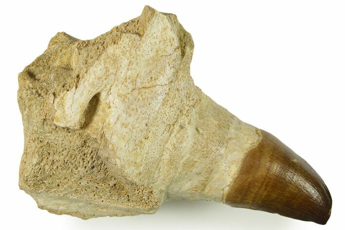 Fossil Mosasaur (Thalassotitan) Jaw Section with Tooth - Morocco #384247